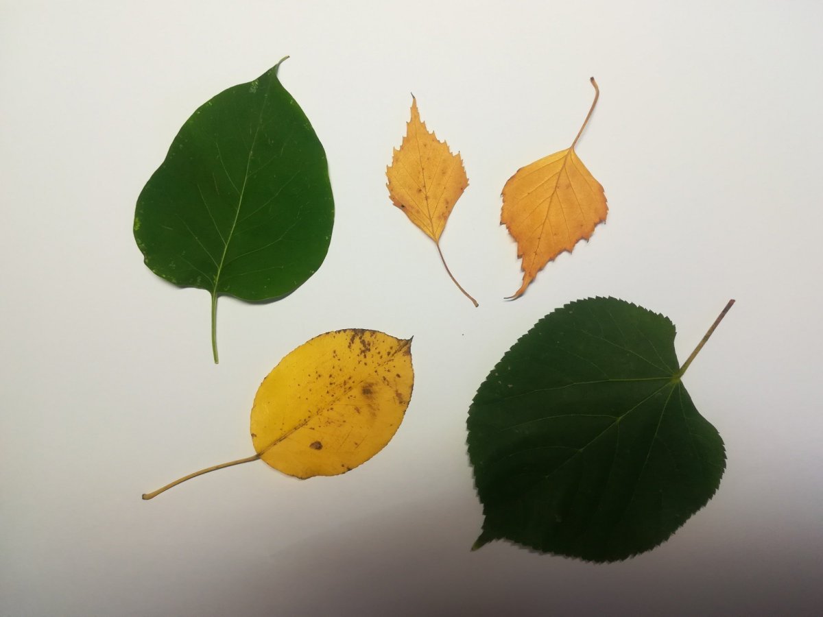 Поделка из березовых листьев