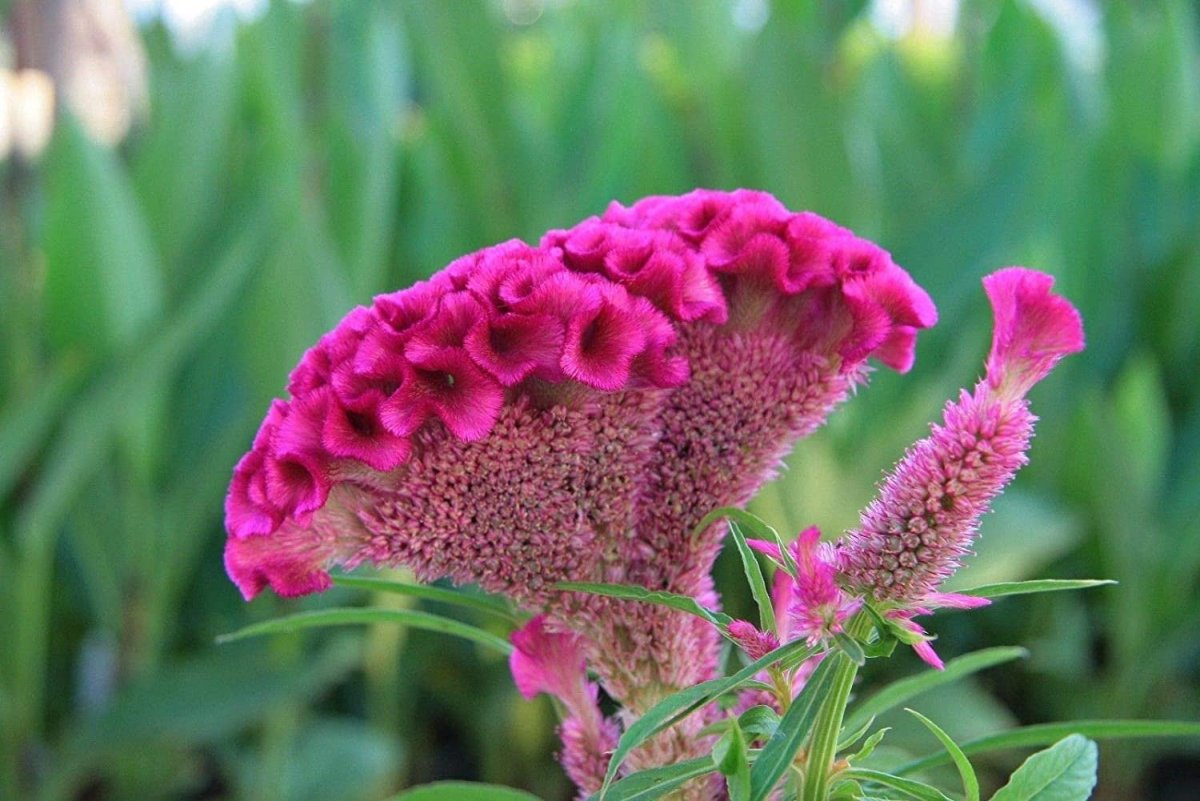 Хохлатый Cockscomb