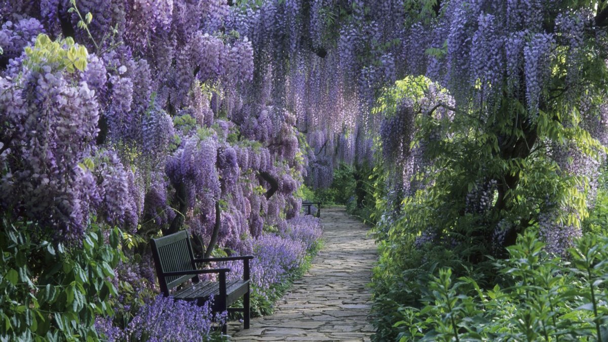 Фиолетовые цветы кустарник