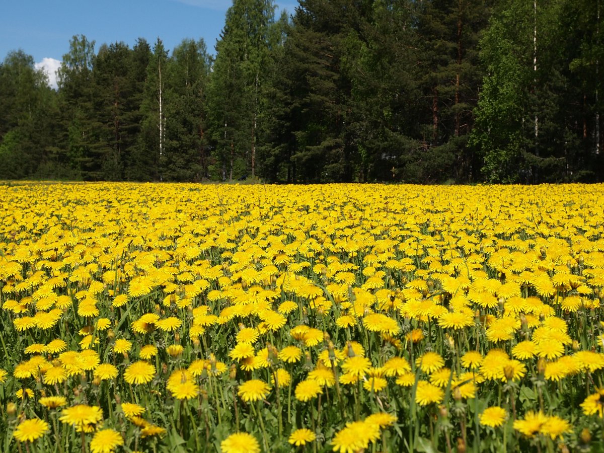 Желтые цветы в лесу летом