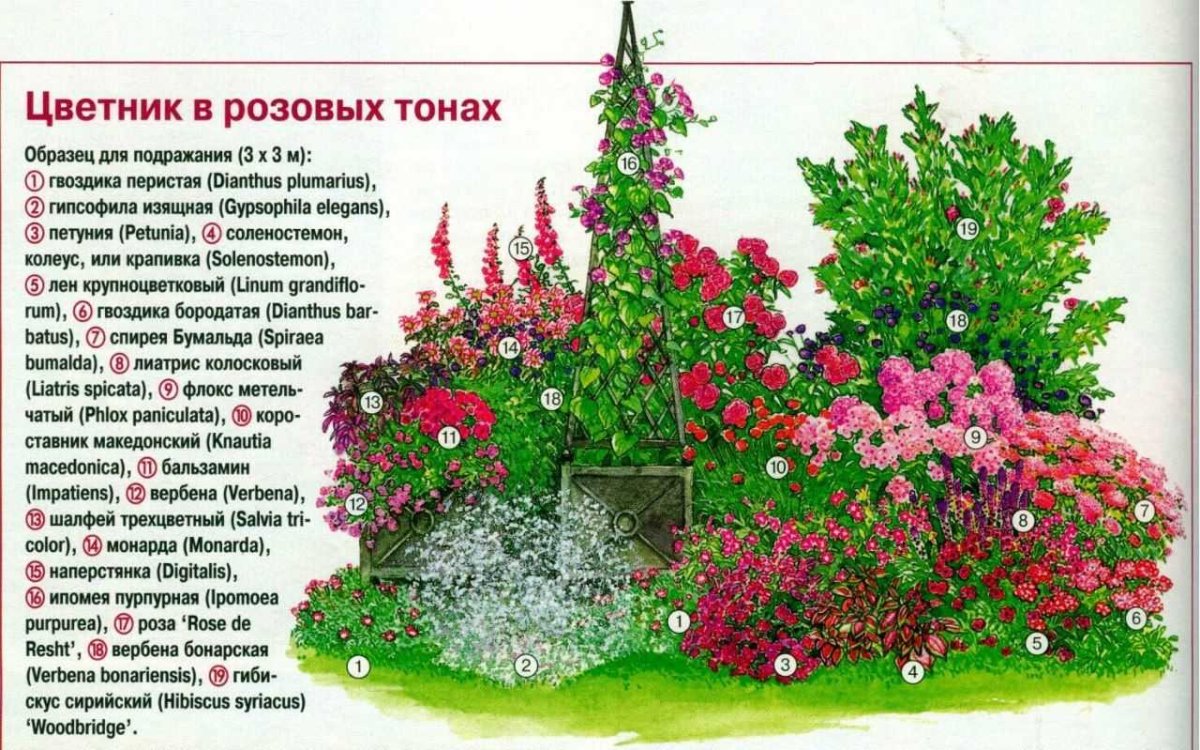 Миксбордер непрерывного цветения многолетников схема