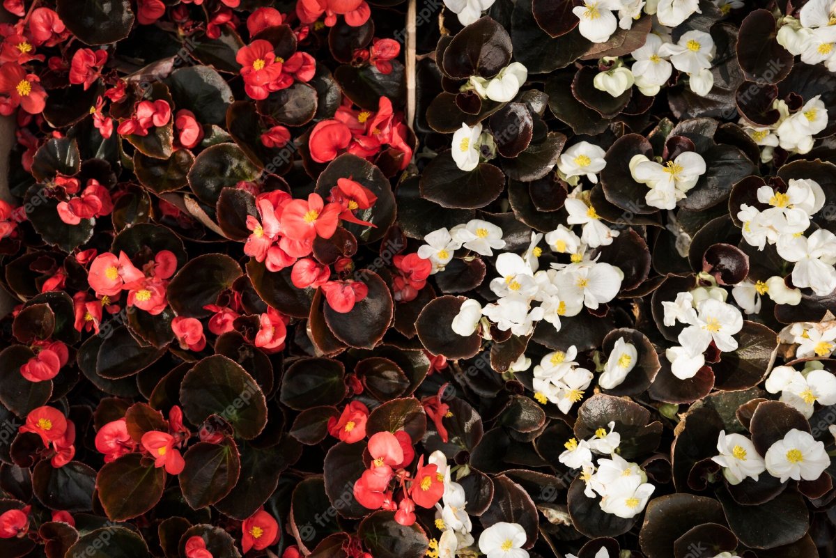Begonia Hakutsuru