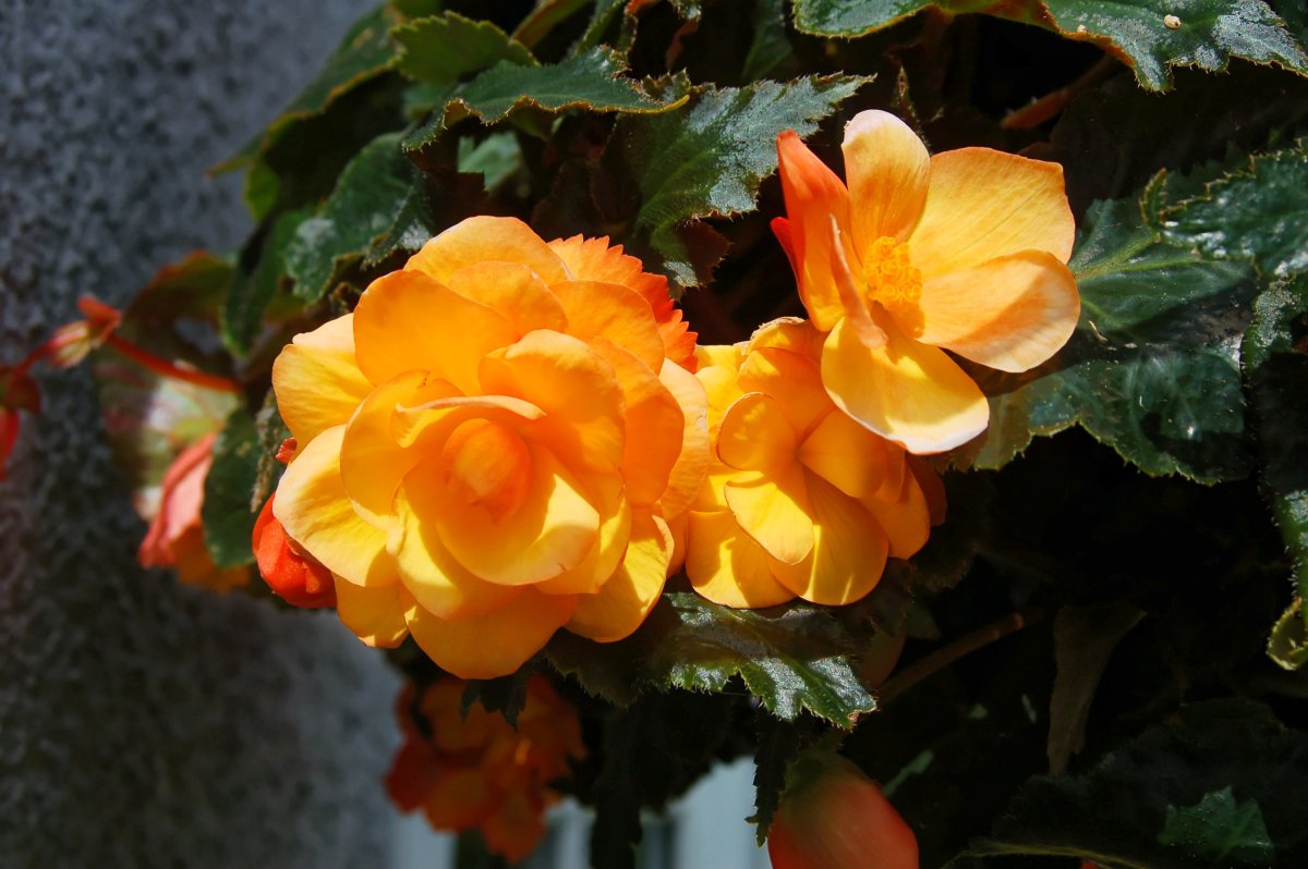 Бегония glowing embers Orange