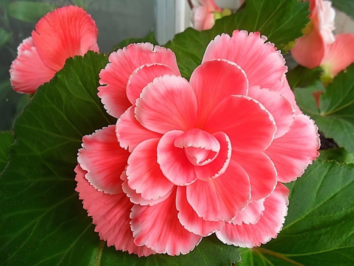 Бегония Begonia Picotee Lace Pink