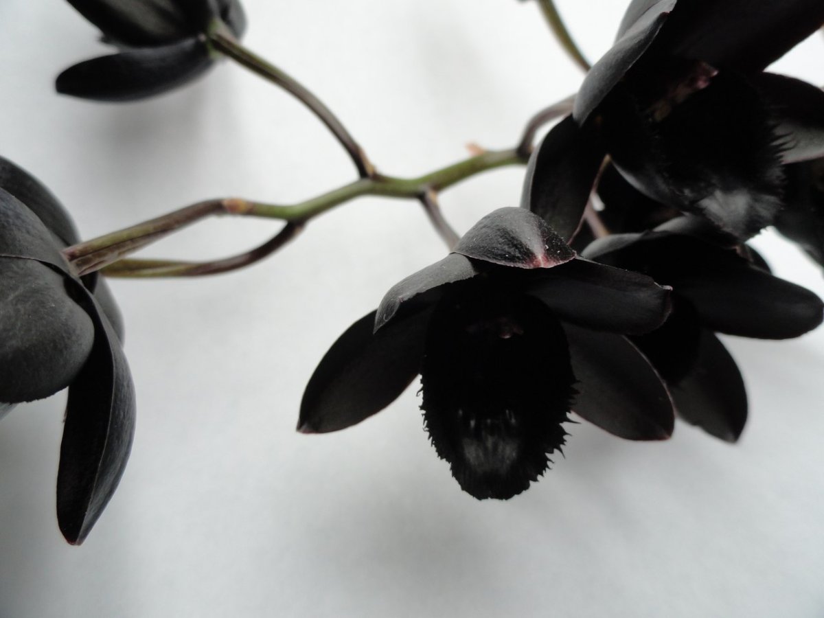 Черные цветы в природе