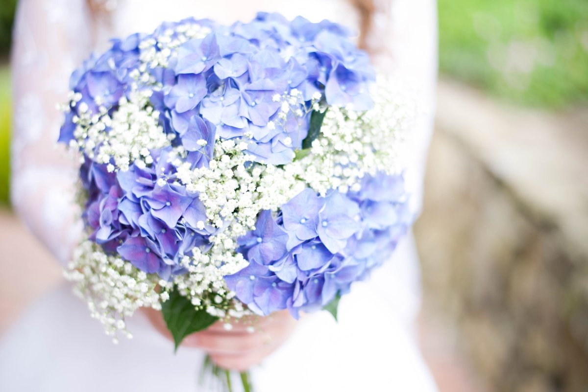 Гортензия Bridal Veil