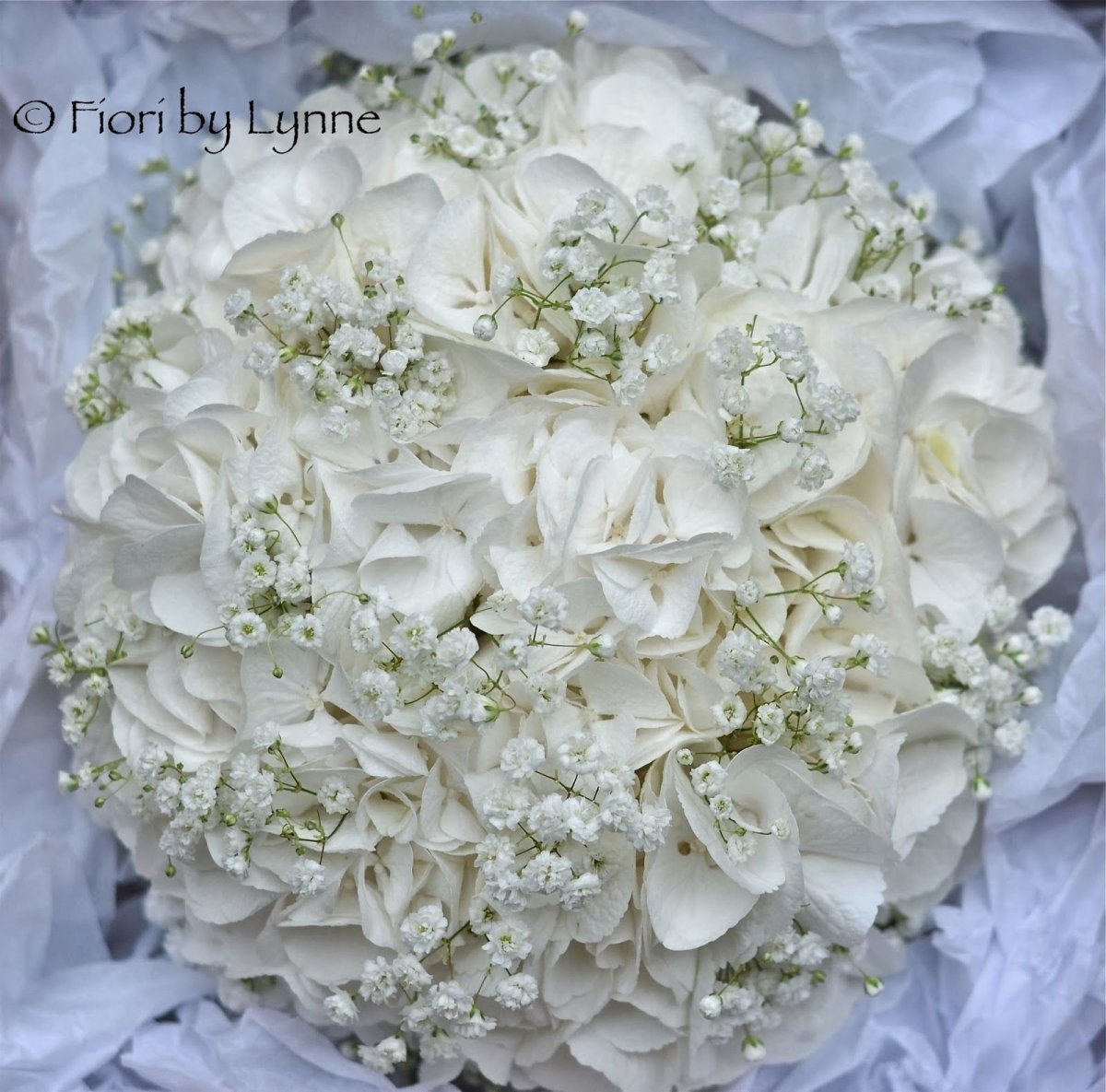 Гортензия Bridal Veil
