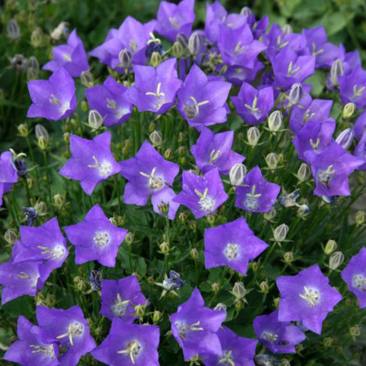 Колокольчик Карпатский (Campanula Carpatica)