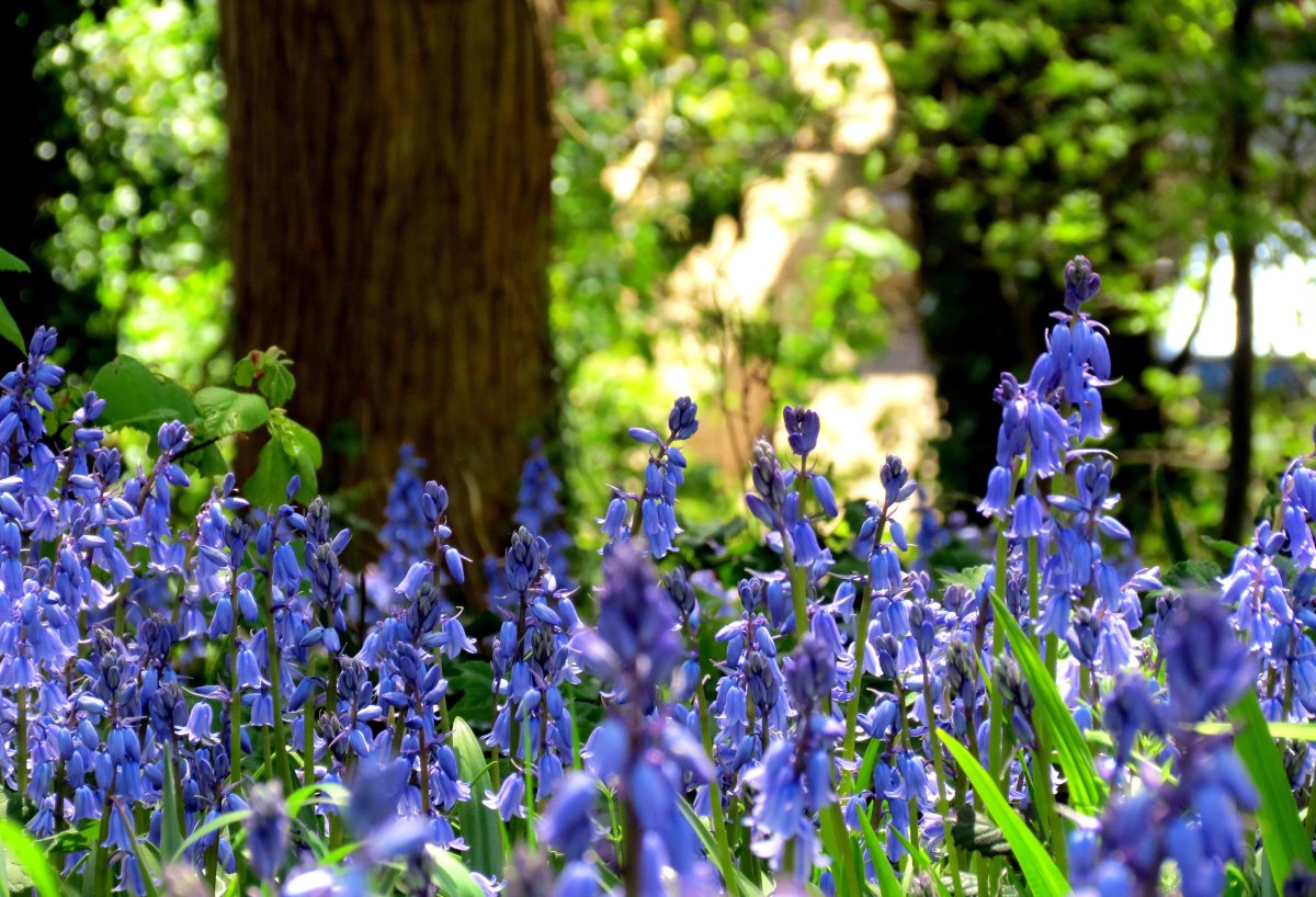 Ирис Пеппард Блубелл Peppered Bluebell