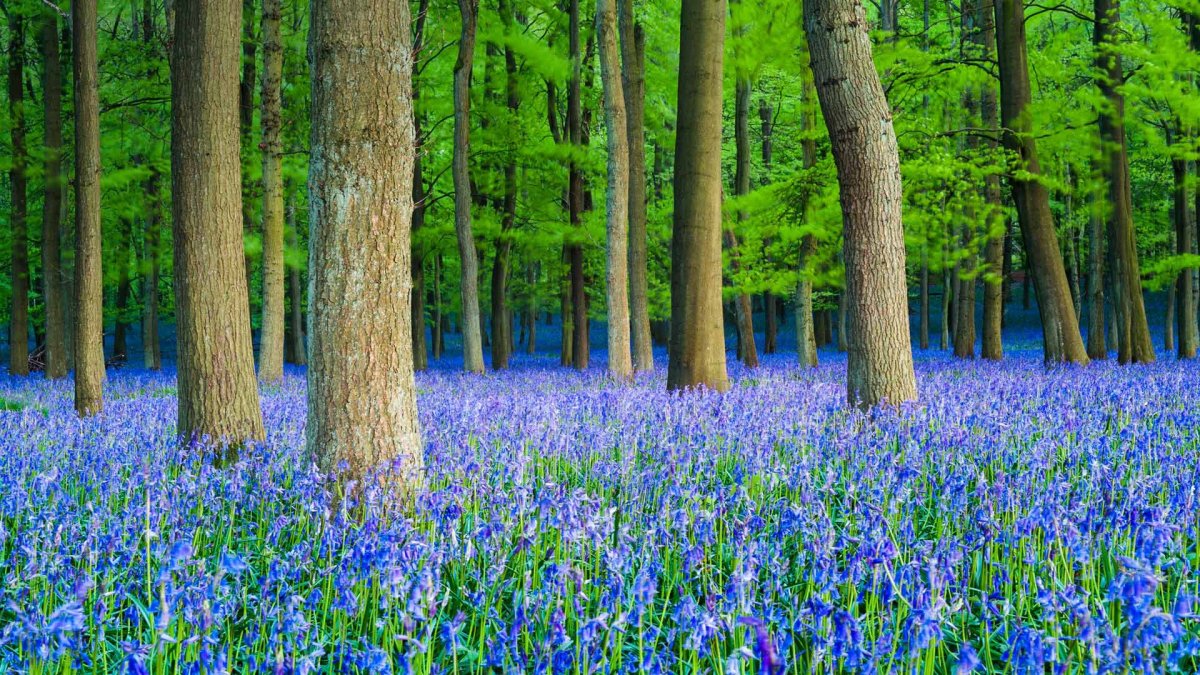 Bluebells, Hertfordshire, England.