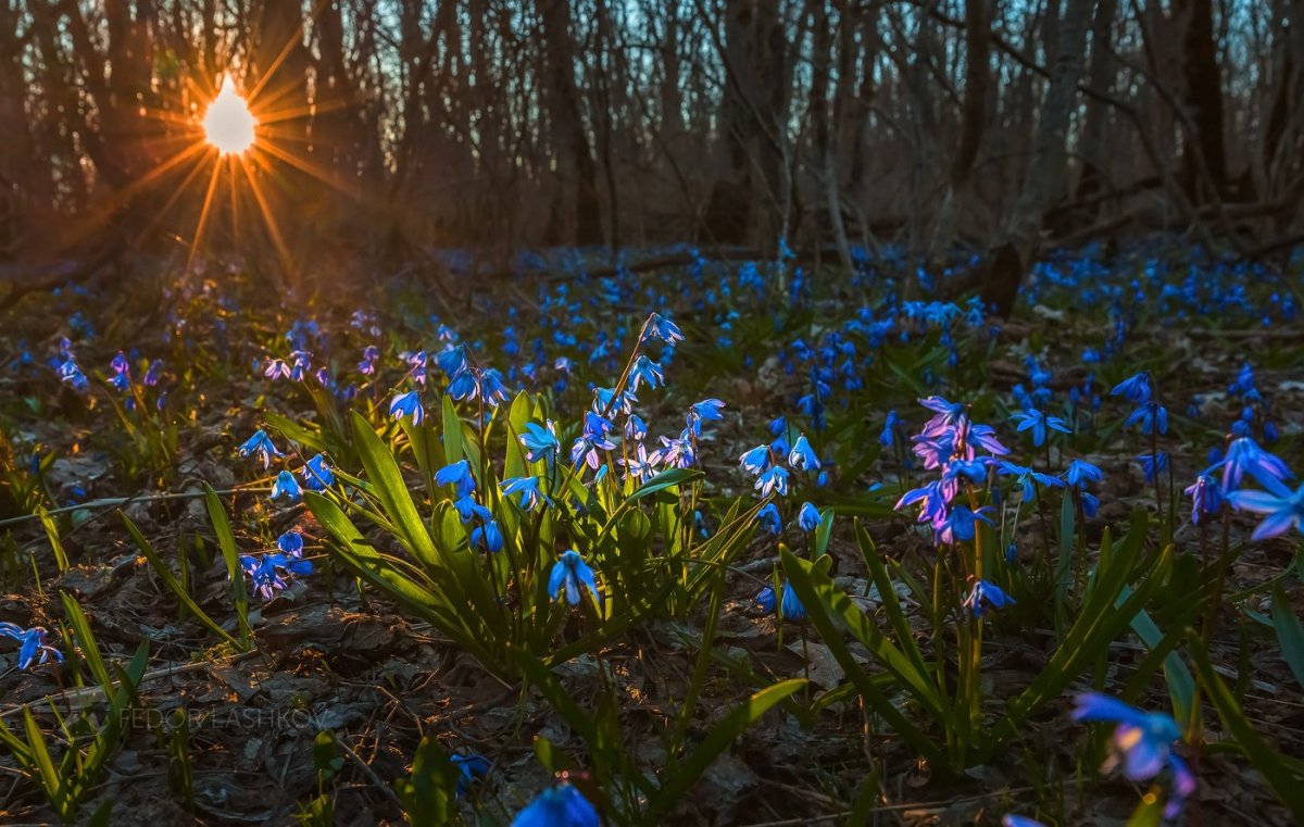 Весна,весенний лес, пролески
