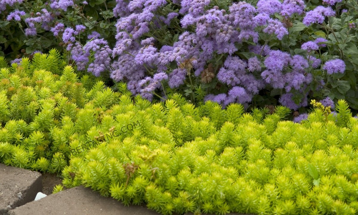 Седум Sedum Lemon Ball