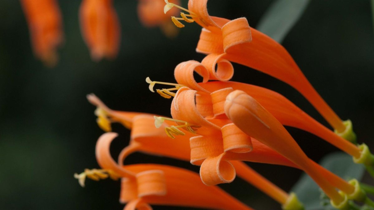 Pyrostegia venusta