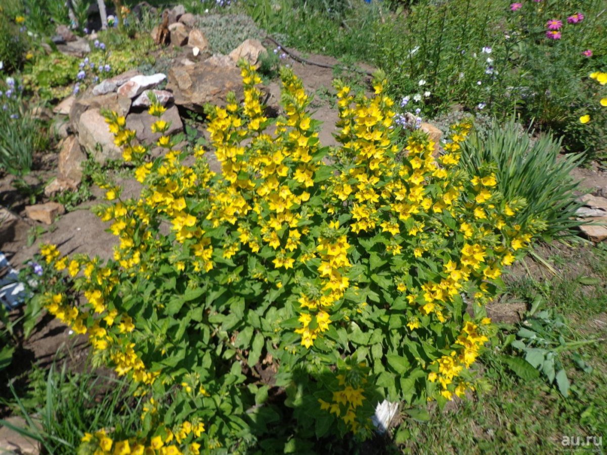 Садовое растение с желтыми цветами