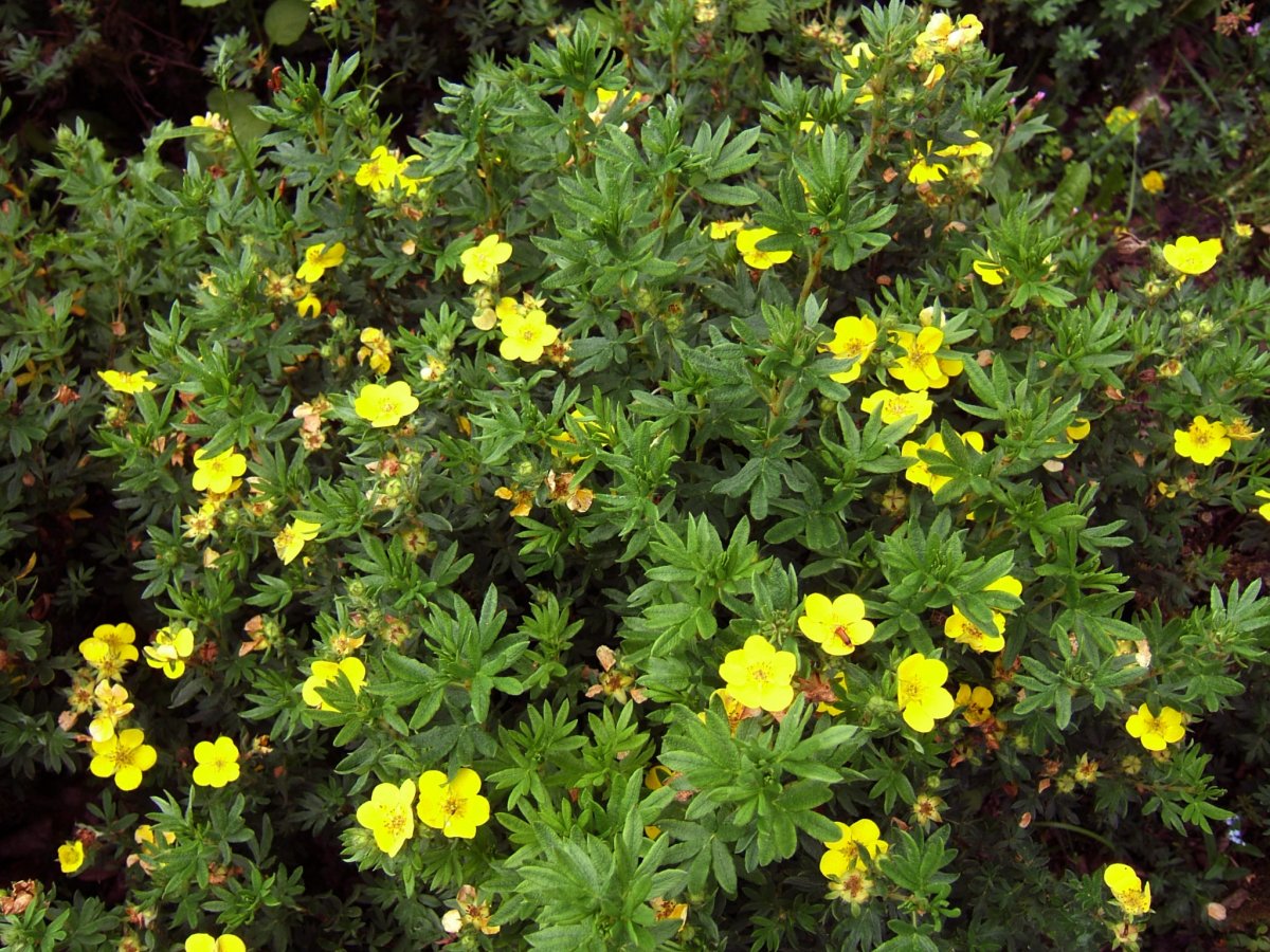 Лапчатка (dasiphora fruticosa