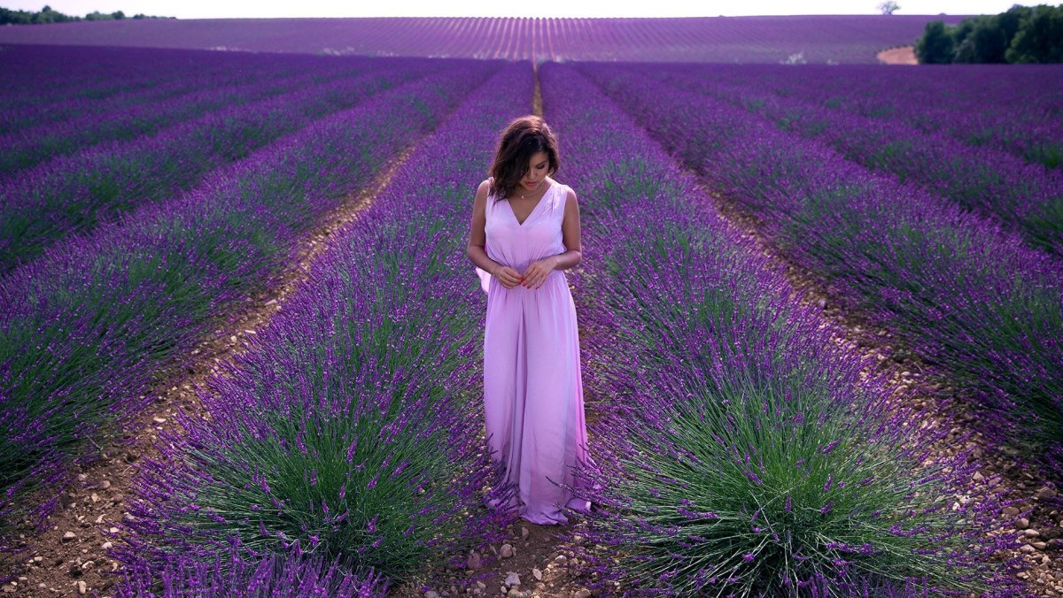 Лаванда Lady Lavender