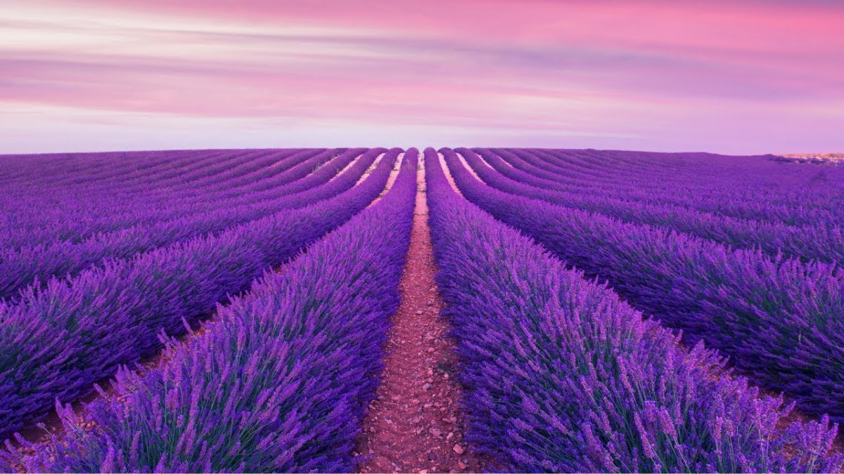 Beautiful Relaxing Music пурпурный