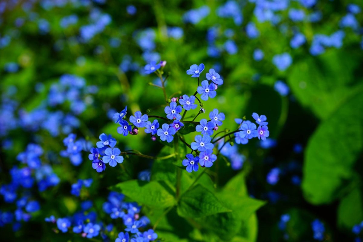 Незабудка Чекановского Myosotis czekanowskii