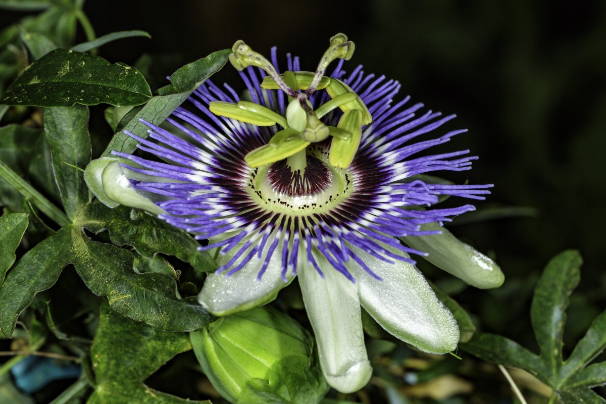 Пассифлора caerulea