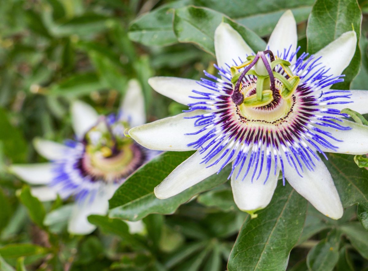 Teo Passiflora