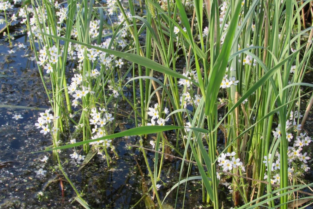 Турча водное растение
