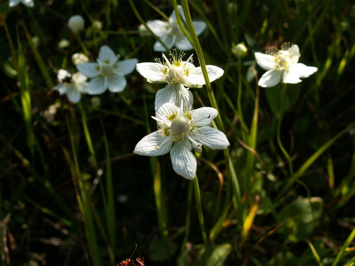 Parnassia palustris