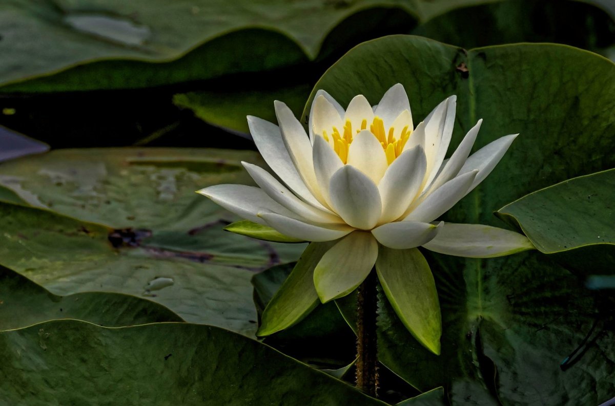 Водяная Лилия/Nymphaea