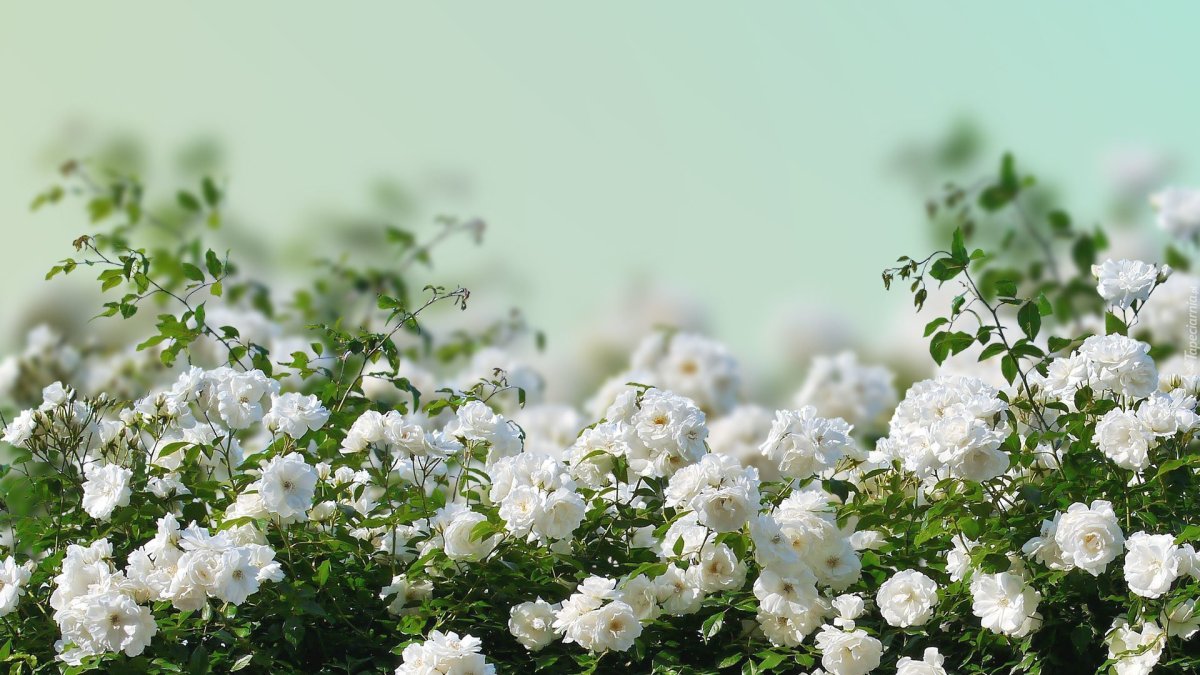 Цветок кустовой с белыми цветами