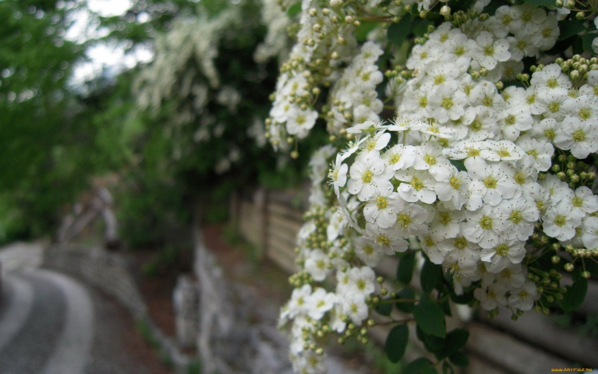 Спирея многоцветковая — Spiraea x multiflora