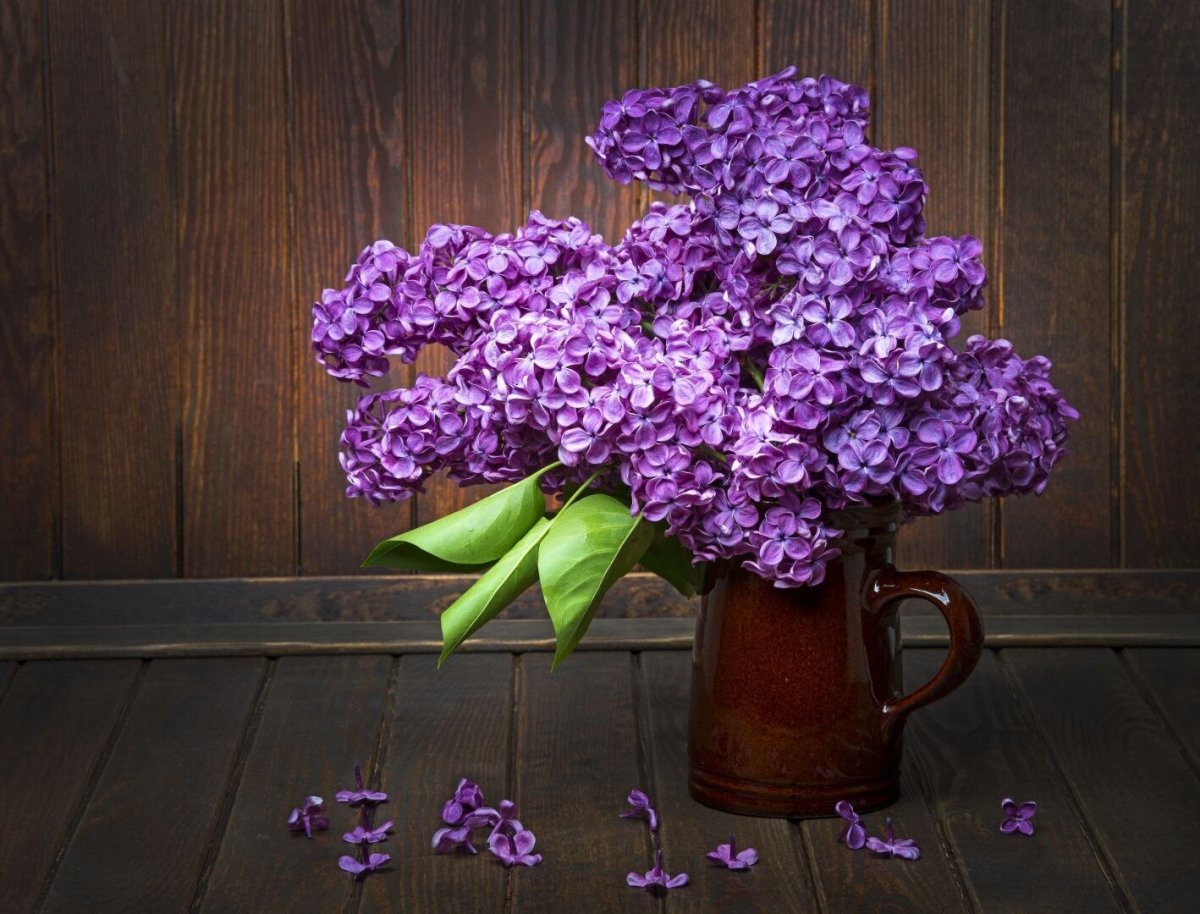 Сирень Mauve Mist