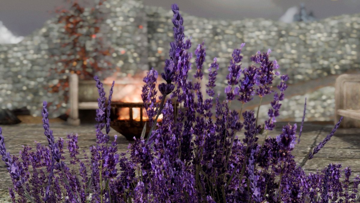 Бетта Лаванда (Lavender):