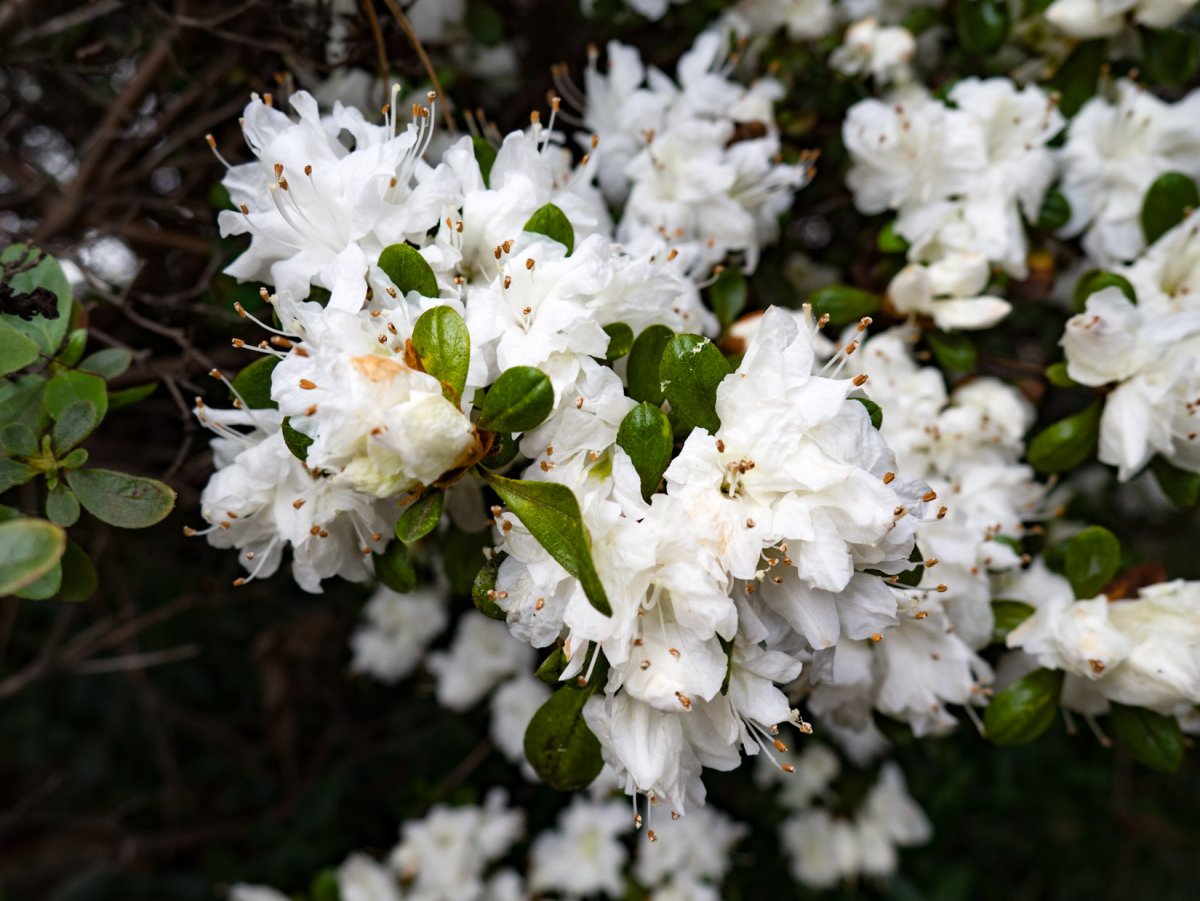 White Bush