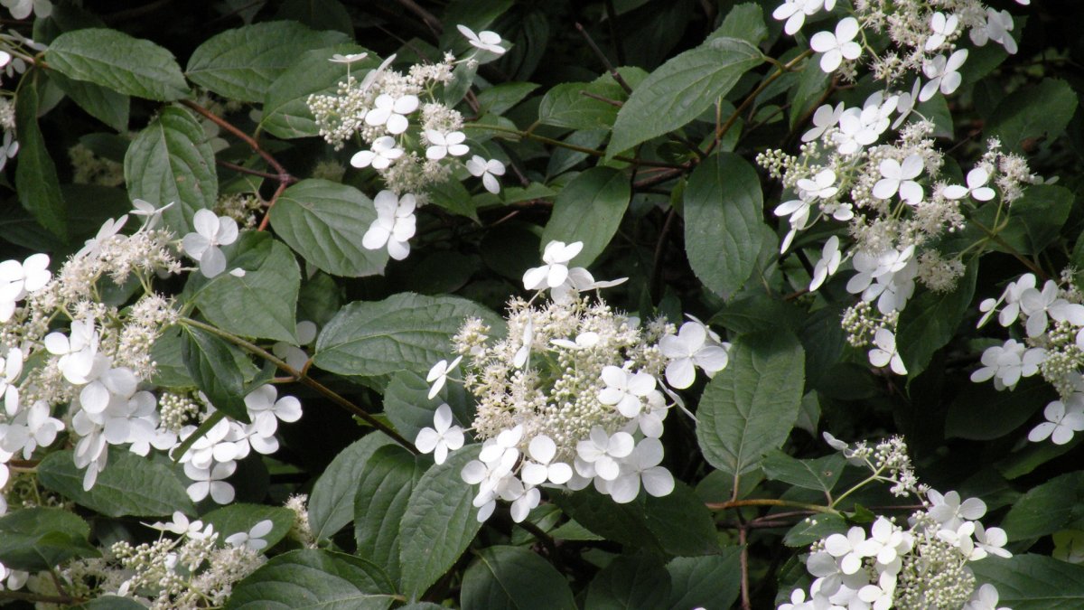 Калина (Viburnum)