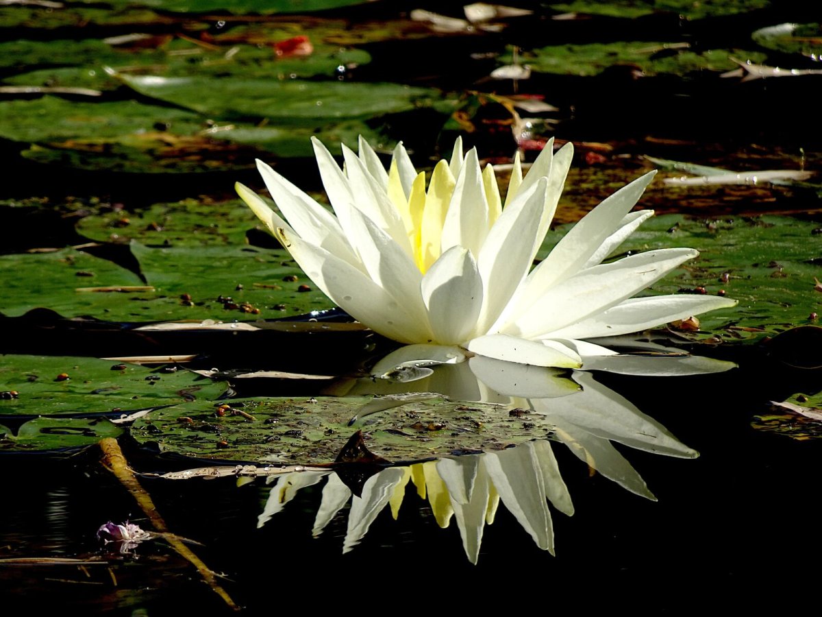 Водное растение с белыми цветами