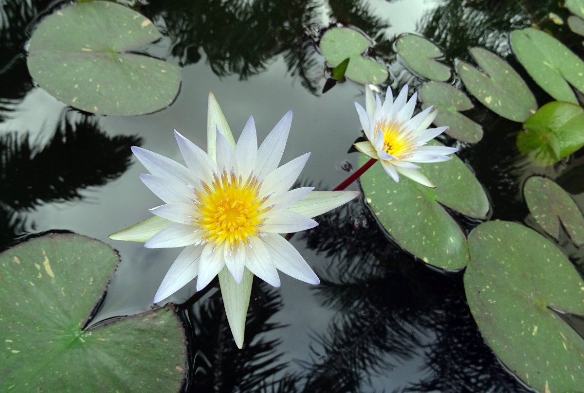 Nymphaea pubescens