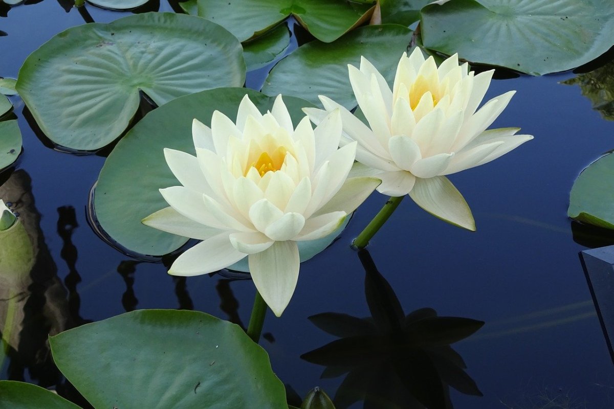 Кувшинка чисто-белая (Nymphaea Candida)
