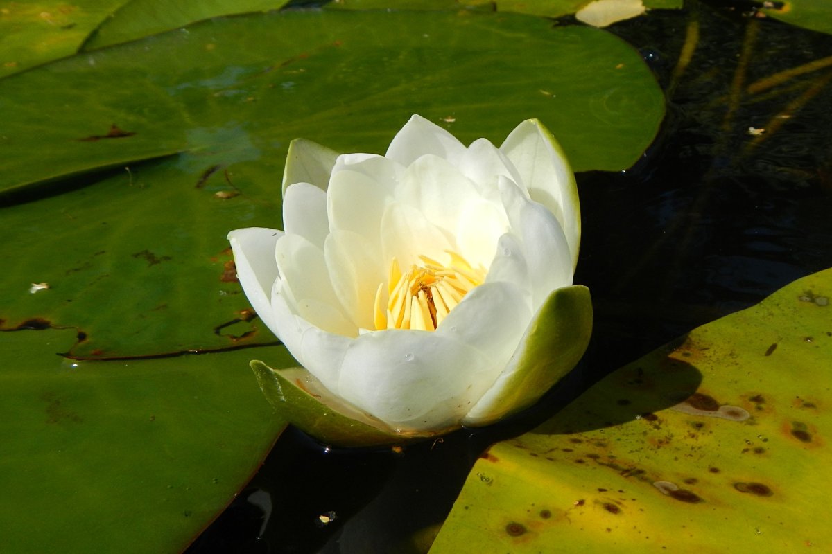 Кувшинка чисто-белая Nymphaea Candida j. Presl
