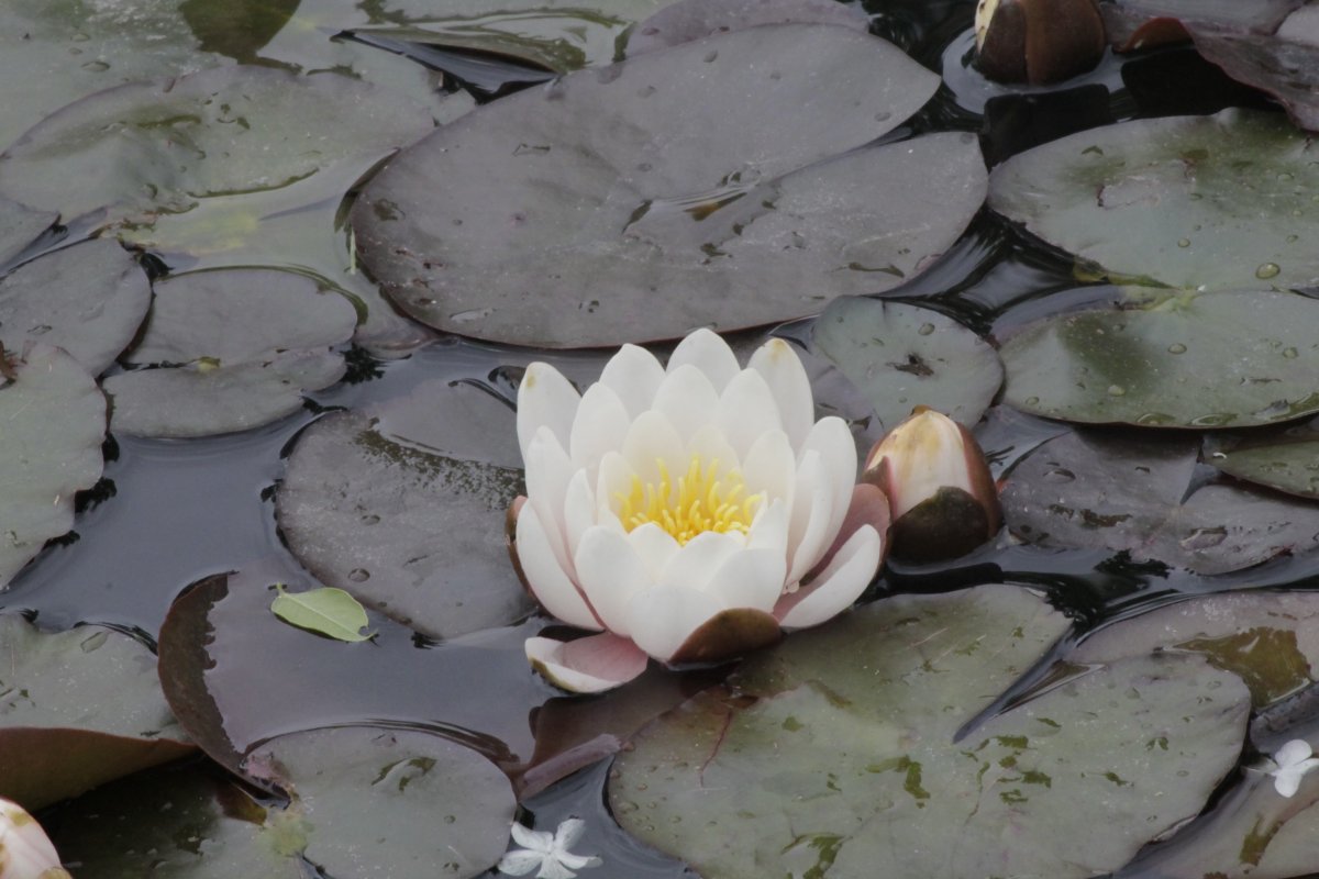 Водяные лилии семена Nymphaea