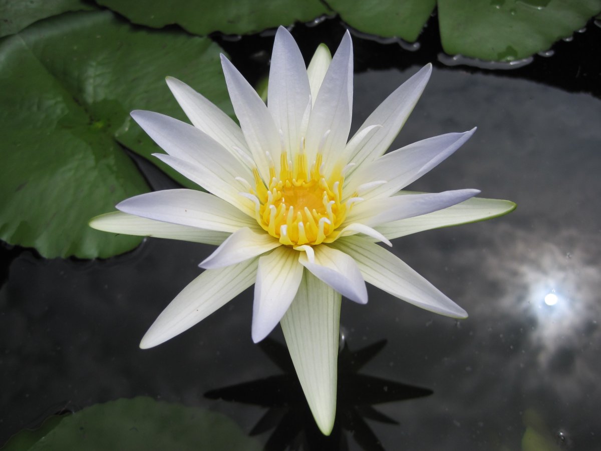 Белый Лотос (White Lotus)