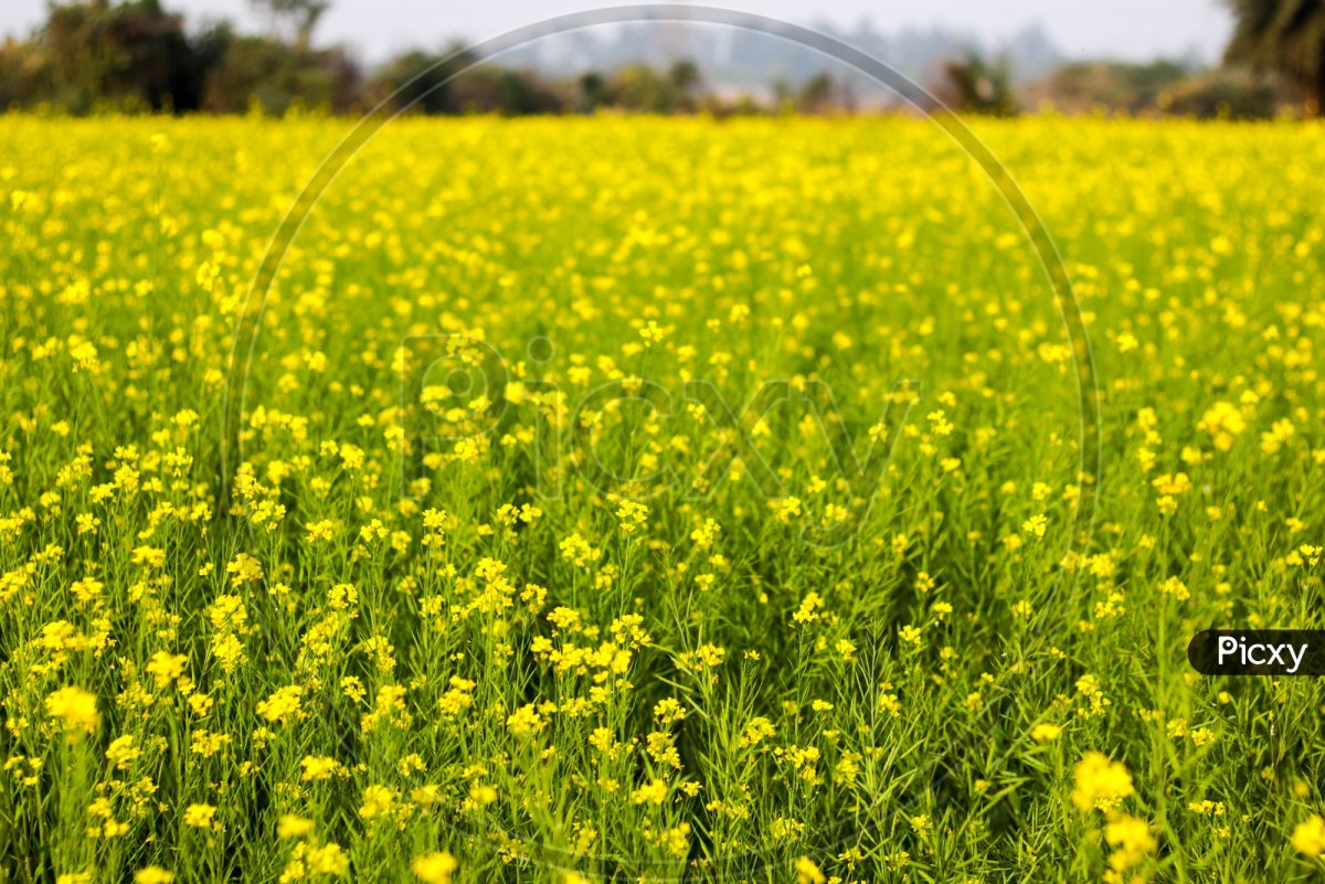 Sarson Yellow