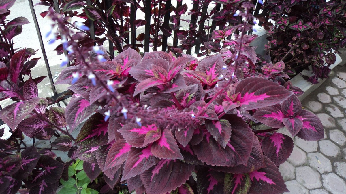 Колеус Coleus Crimson Ruffles