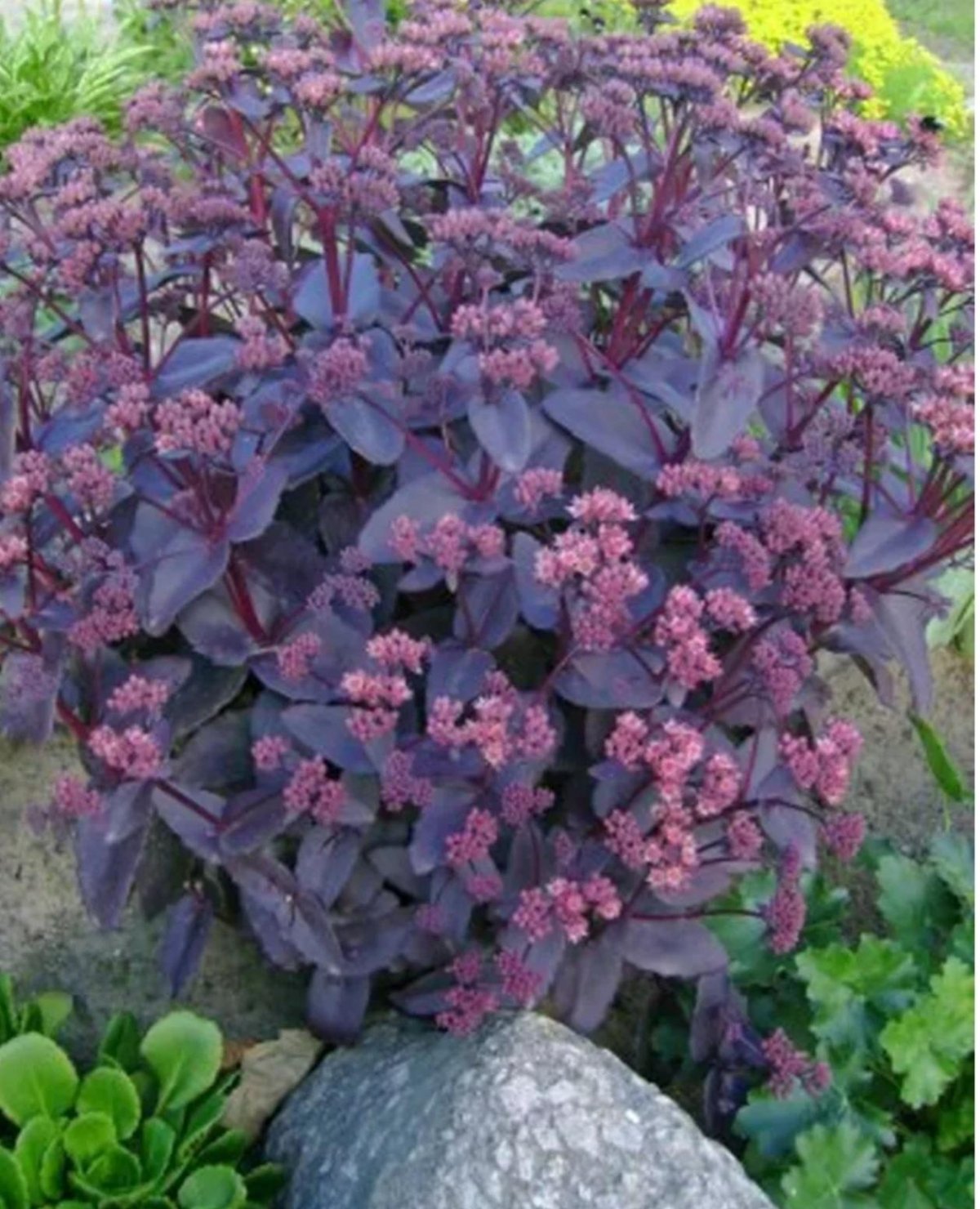 Очиток телефиум 'Purple Emperor'