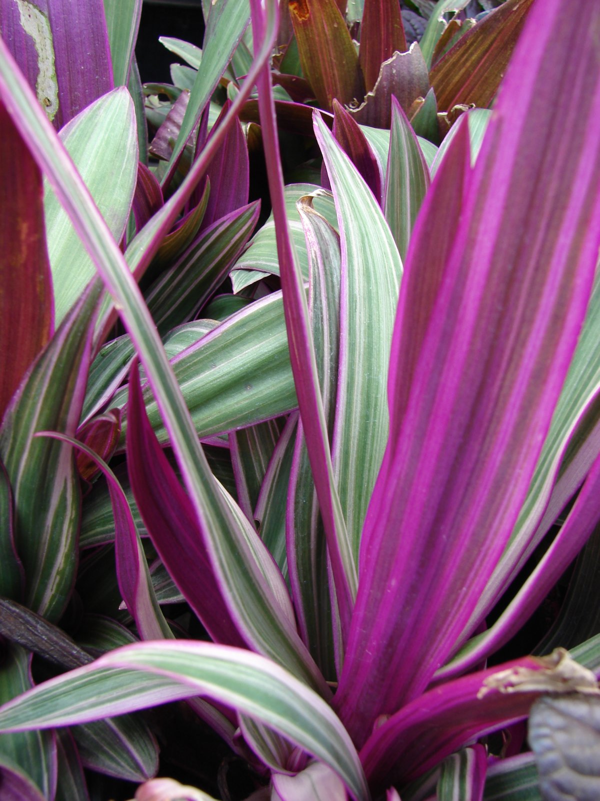 Традесканция spathacea