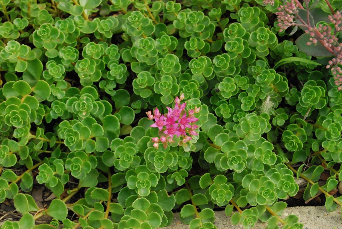 Седум spurium