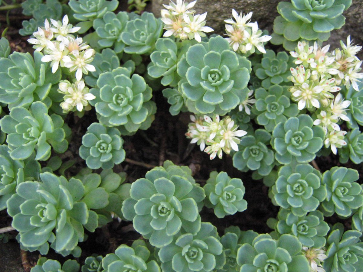 Очиток Вайнберга (Sedum weinbergii