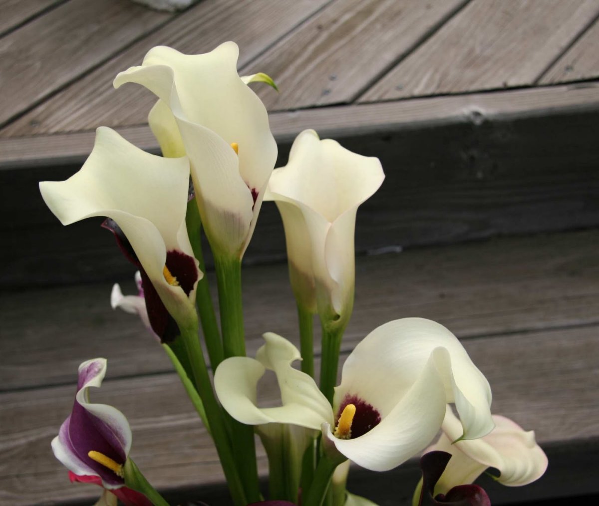 Калла(Zantedeschia) albomaculata