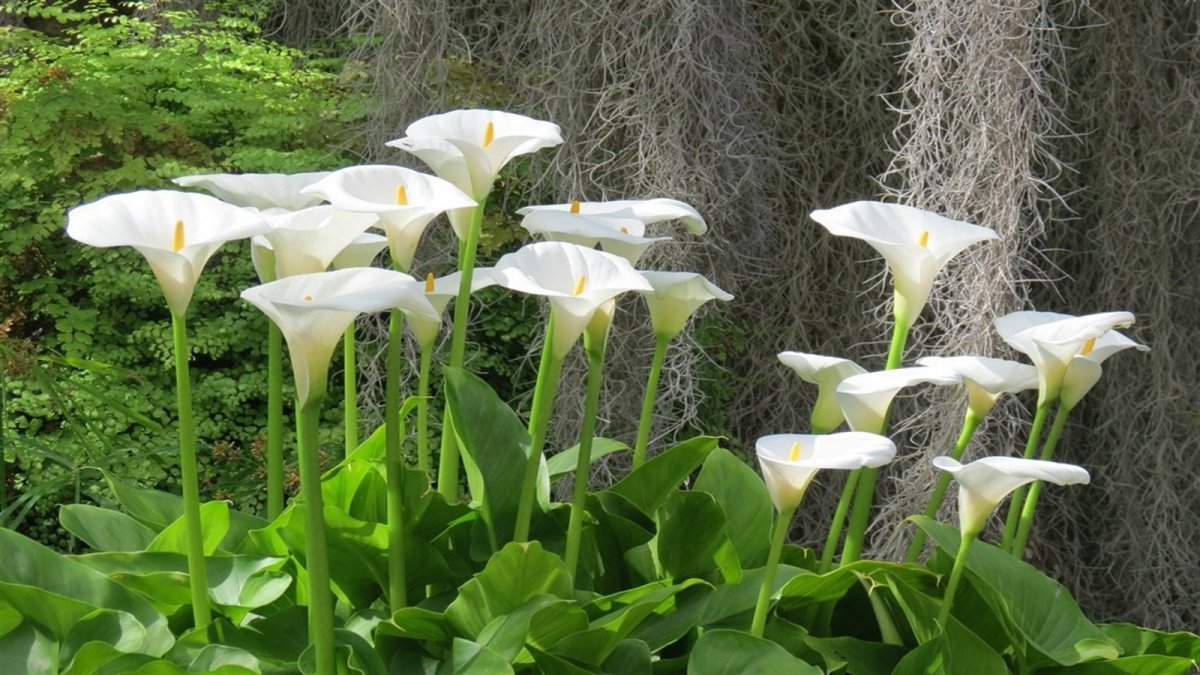 Arum Lily
