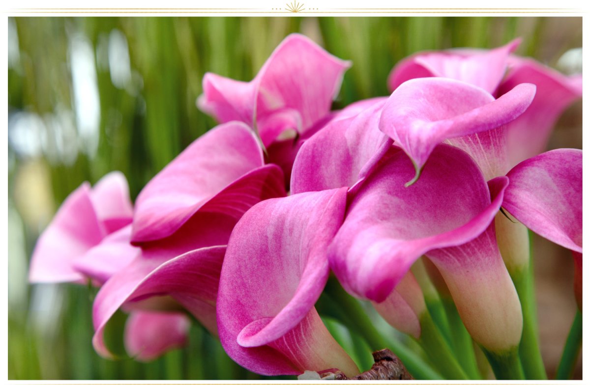 Калла ( Zantedeschia Pink Puppy)