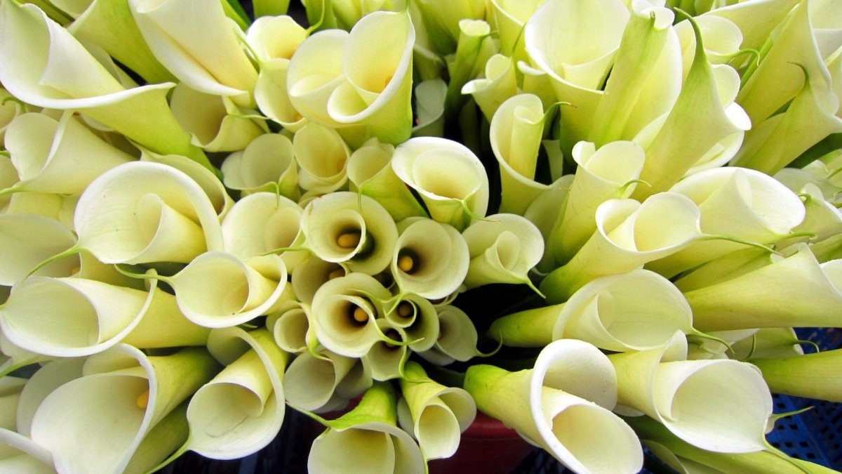 Calla Lilies букет