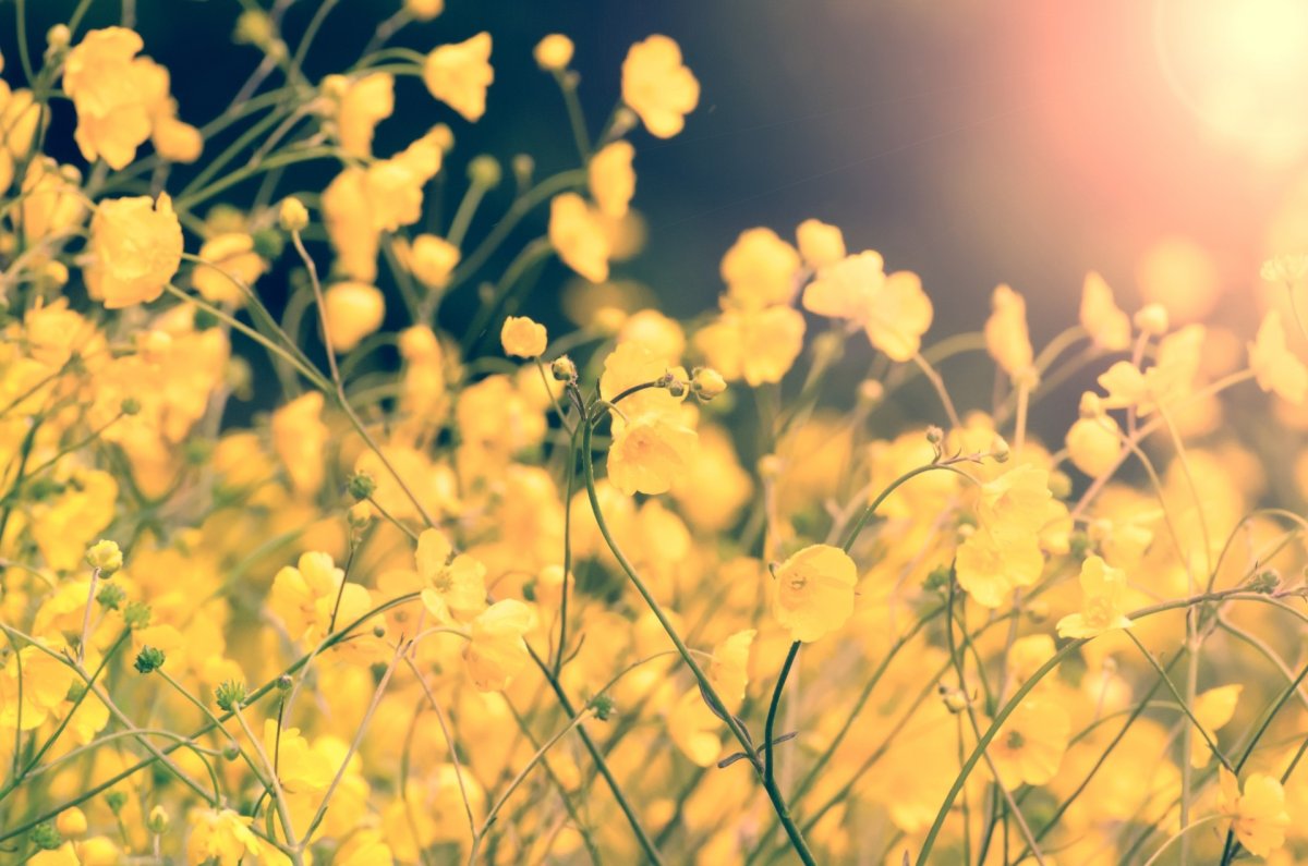 Желтые мелкие цветы в поле